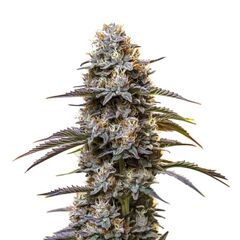 Auto Granddaddy Purple, Фасовка: 3+1